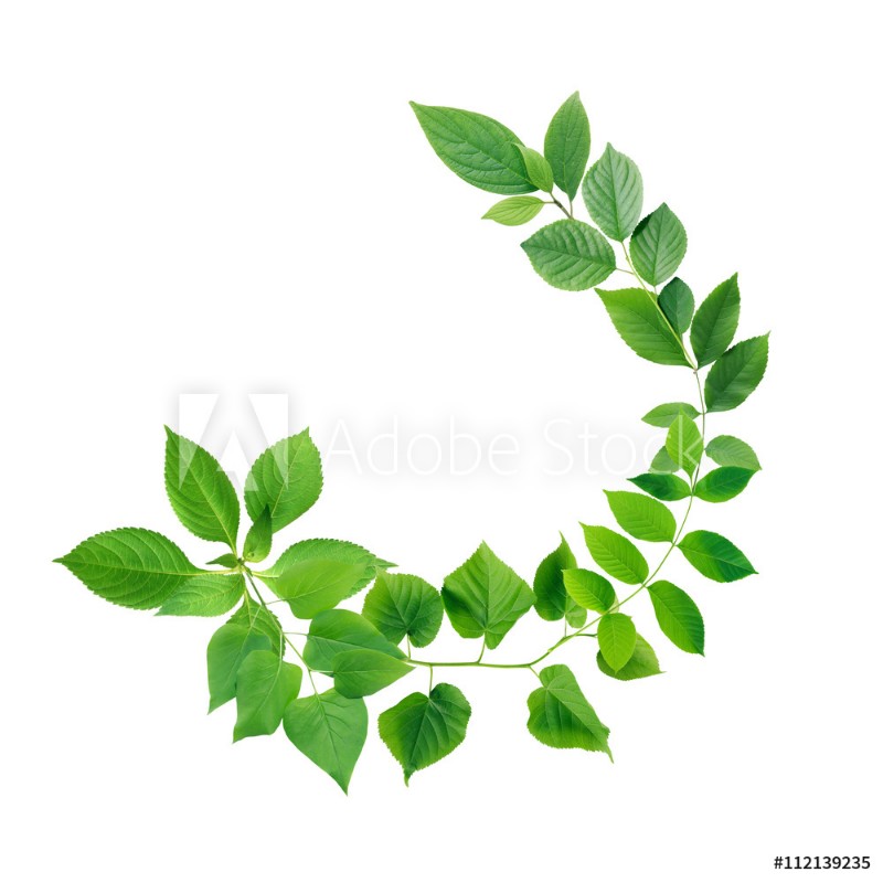 Bild på Green Leaves Border